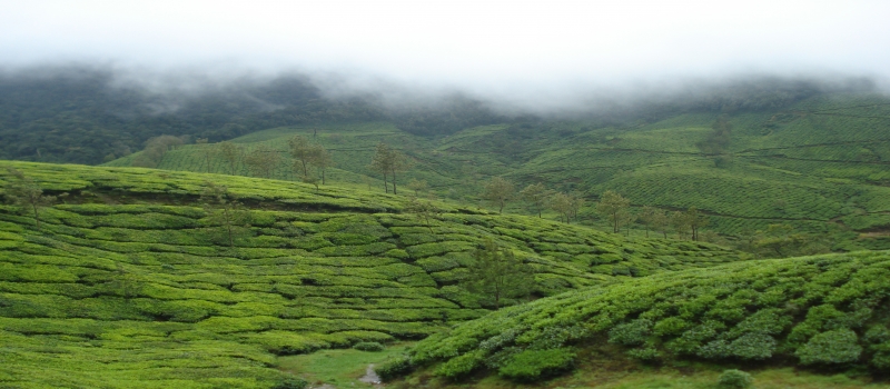 Magnificent Kerala