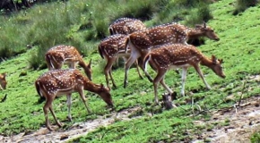 Bhitarkanika