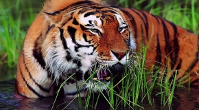 Sundarbon